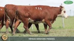 lote 114
