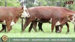 lote 126
