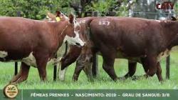lote 127
