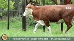lote 128