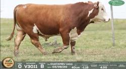 lote 0