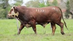 X1133