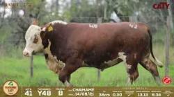 Y48