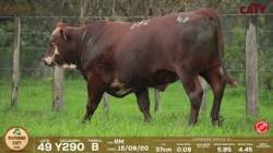 Y290