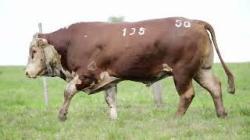 X135