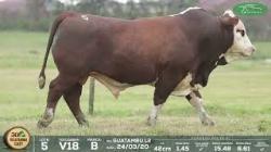 lote 5