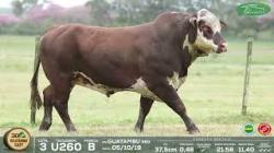 lote 3