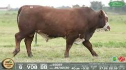 lote 6