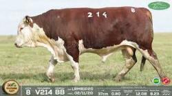 lote 8