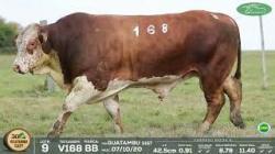 lote 9