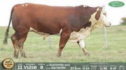 lote 11