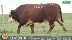 lote 13