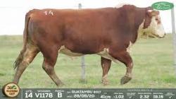 lote 14