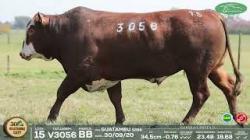 lote 15