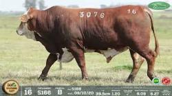 lote 16