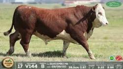 lote 17