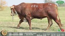 lote 19