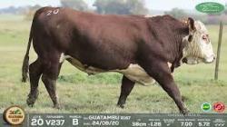 lote 20