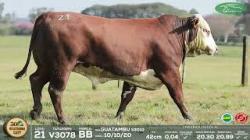 lote 21