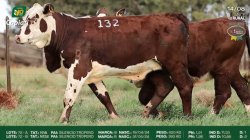 72A N18 - 72B N132