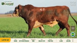TAT N45