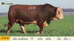 TAT N220