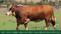 TAT L375