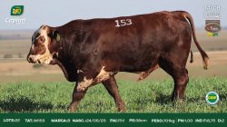TAT M153