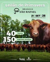 Leil�o Est�ncia S�o Rafael