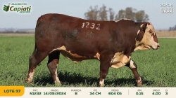 TAT N1232