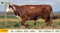 TAT I186