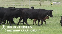 4 VACAS ULTRABLACK PRENHAS
