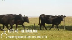 5 VACAS ULTRABLACK PRENHAS