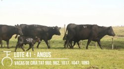 4 VACAS ANGUS PRENHAS