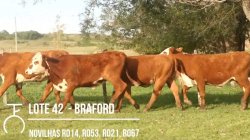 4 NOVILHAS BRAFORD VAZIAS