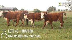 4 NOVILHAS BRAFORD VAZIAS