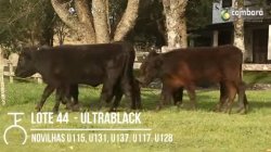 5 NOVILHAS ULTRABLACK VAZIAS