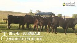 5 NOVILHAS ULTRABLACK VAZIAS