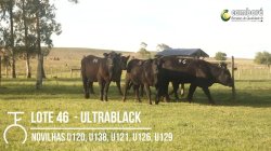 5 NOVILHAS ULTRABLACK VAZIAS