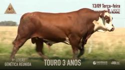 Lote 1