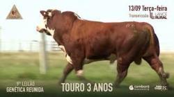 Lote 4