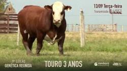 Lote 6 