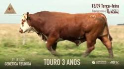 Lote 7