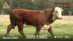 Lote 11