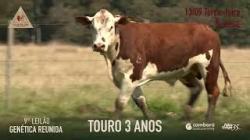 Lote 12