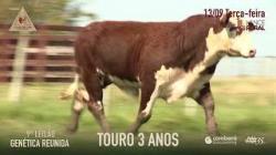 Lote 15