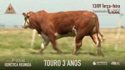 Lote 19