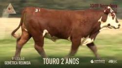 Lote 31
