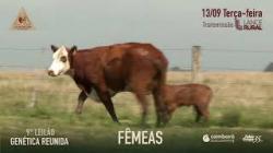Lote 40