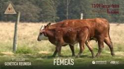 Lote 41